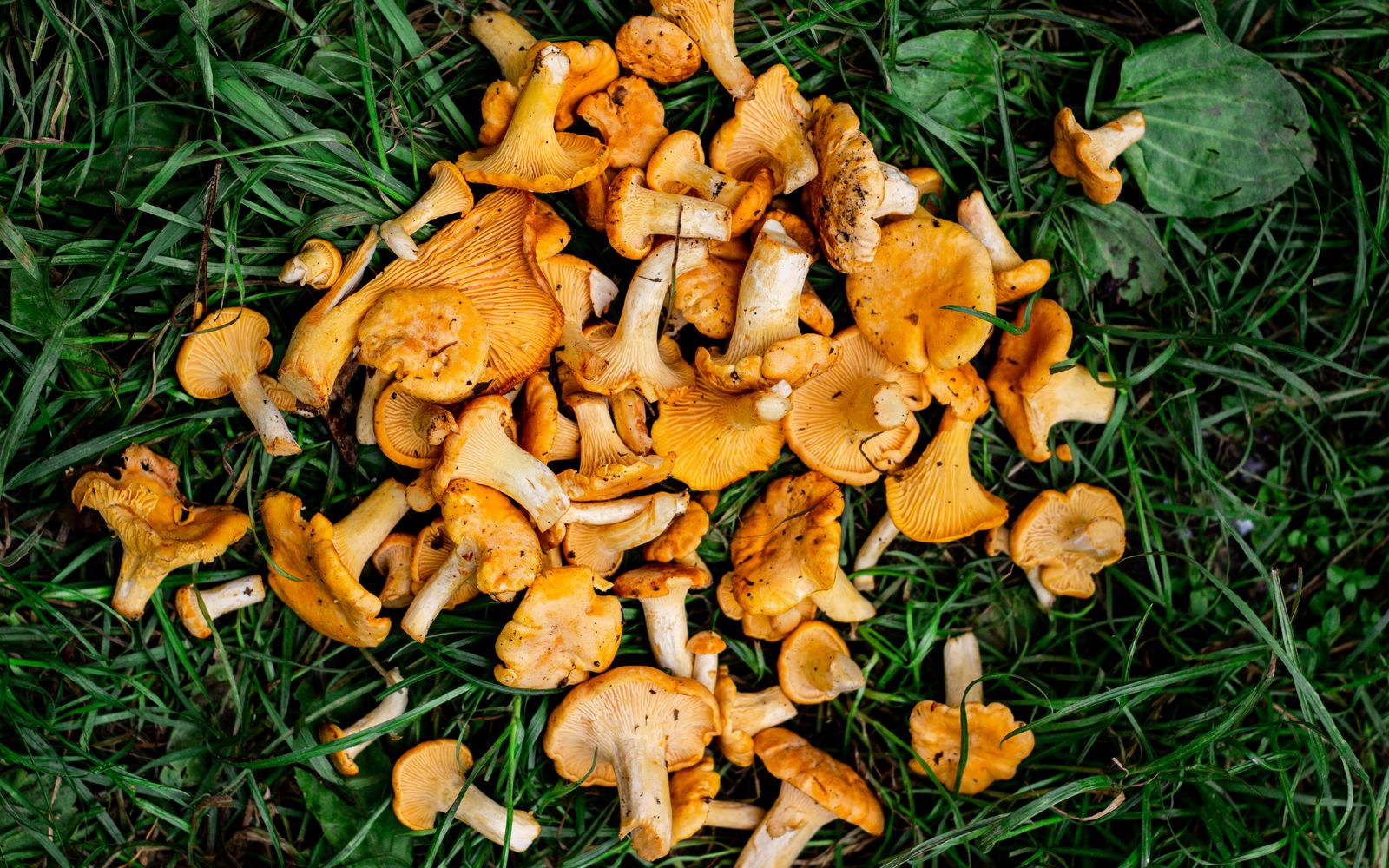 Our Mushroom Foraging Guide for Autumn