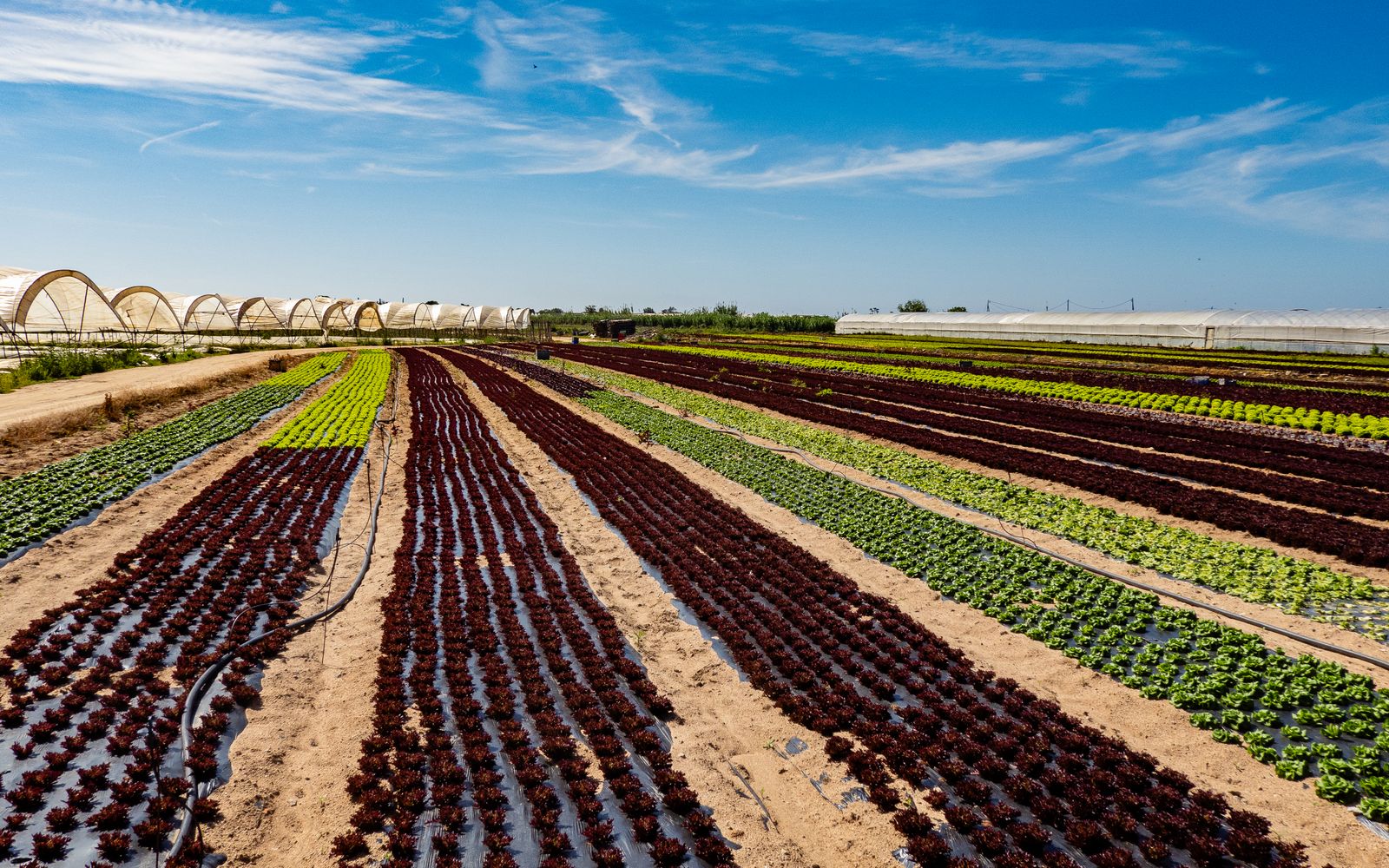 Meet Sunrise Meadows: Our Oldest Partner